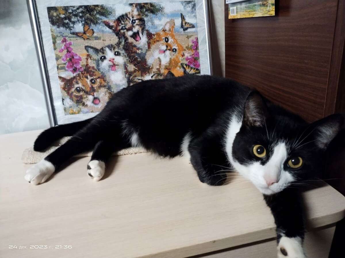 Работу оценил Феликс. Мурр, неплохо получилось.