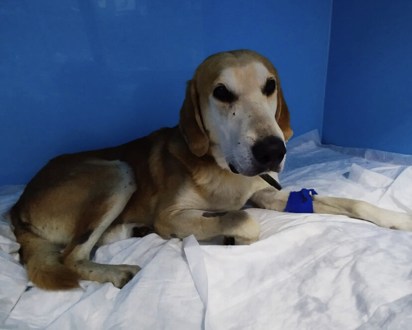 Рексик в клинике 