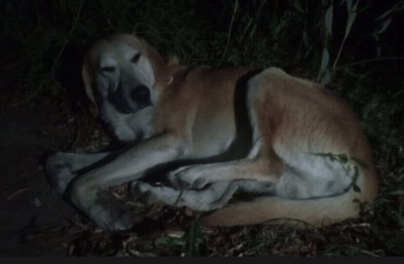 Вот так он лежал под дождем … 