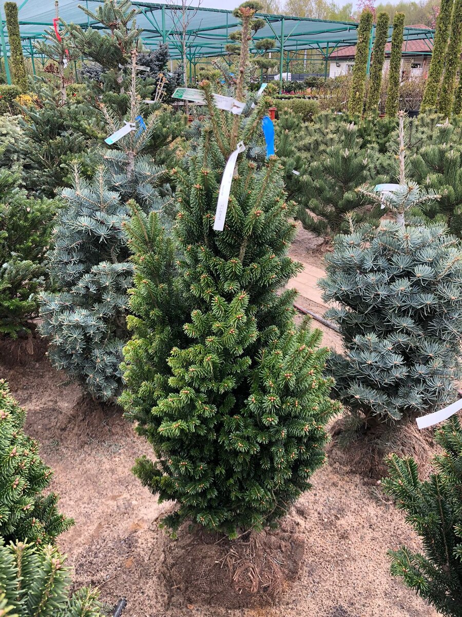 2023. Фото курьера из питомника