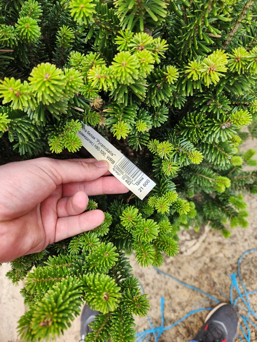 Цвет приростов