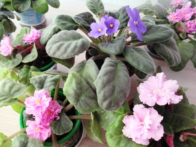 7 причин, почему у фиалки вялые листья: как ухаживать за фиалкой в горшке