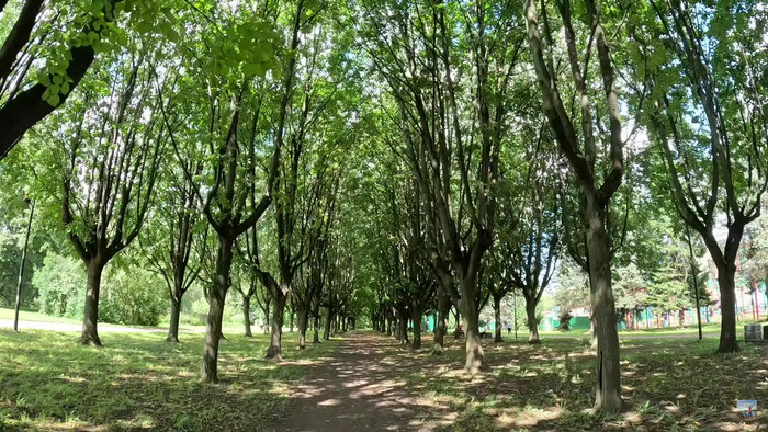Очень симпатичная тенистая аллея в Южно-Приморском парке