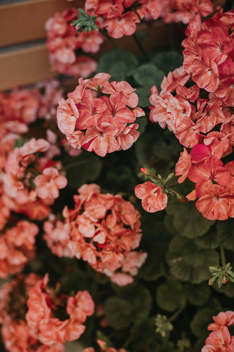 Пеларгония серии Рейн от агрофирмы Биотехника