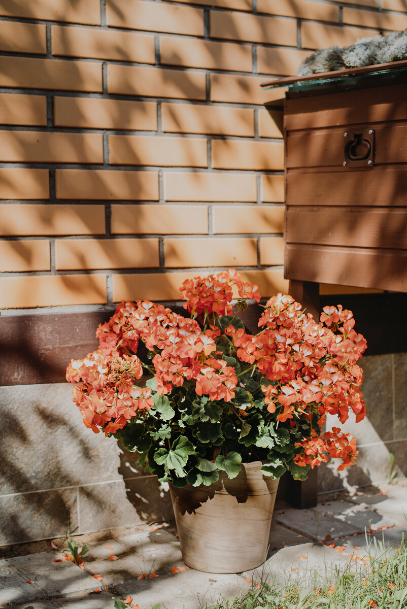 Пеларгония серии Рейн , один куст в горшке