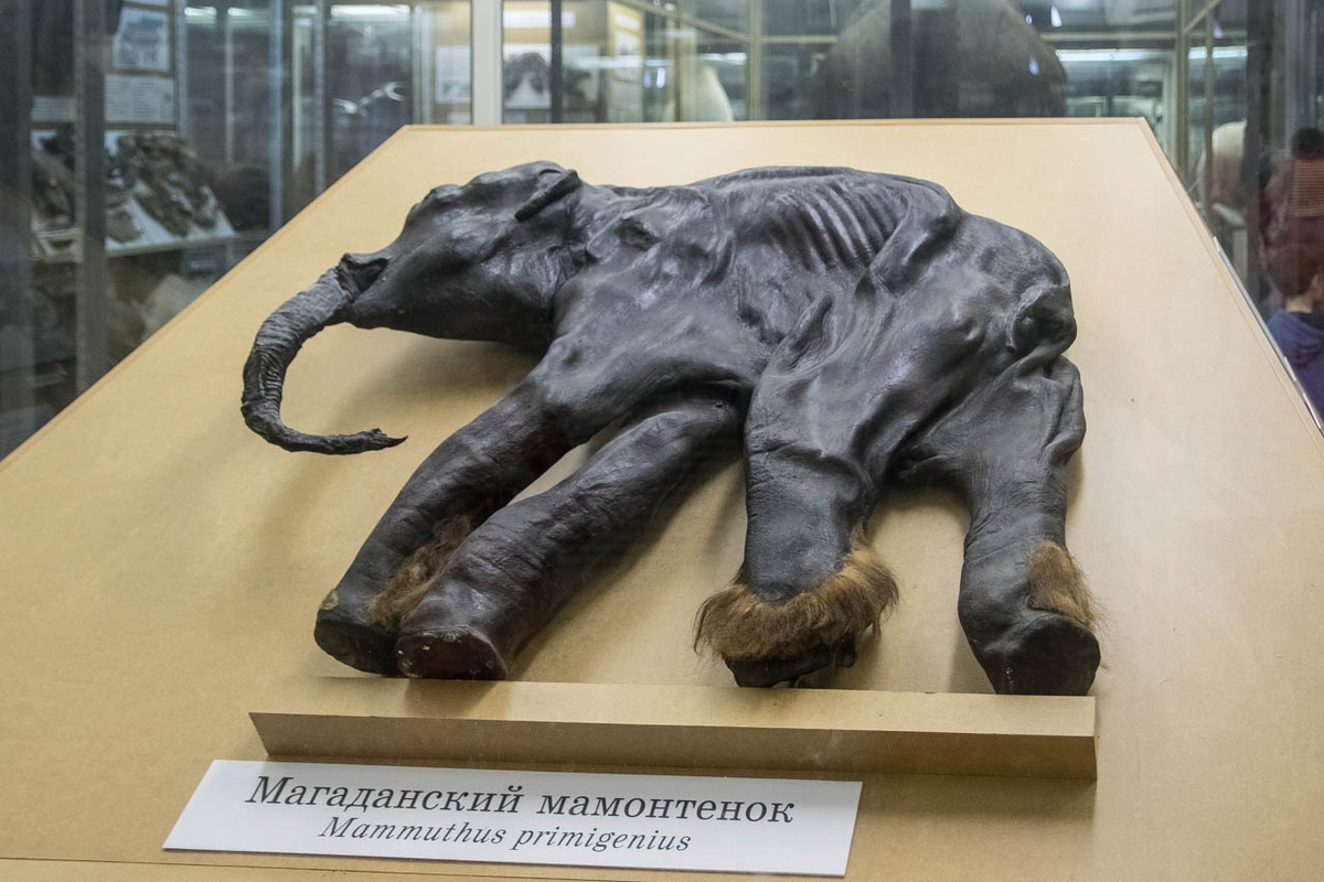 Сибирский шерстистый мамонт. Останки шерстистого мамонта. Палеонтология мамонт. Шерстистый мамонт возрождение. Хорошо сохранившийся мамонт.