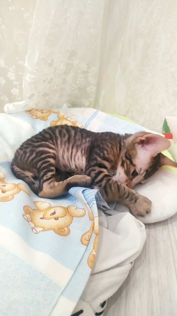 Любимая подушка