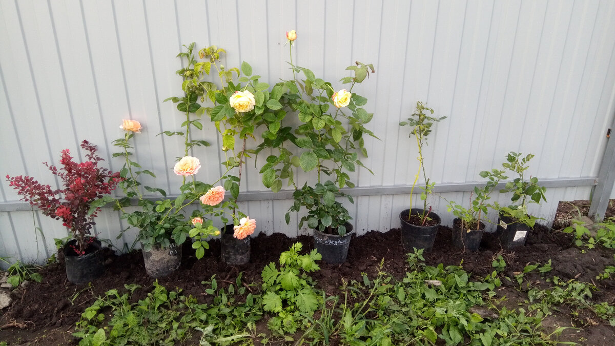 Это малая часть новокупленного, 