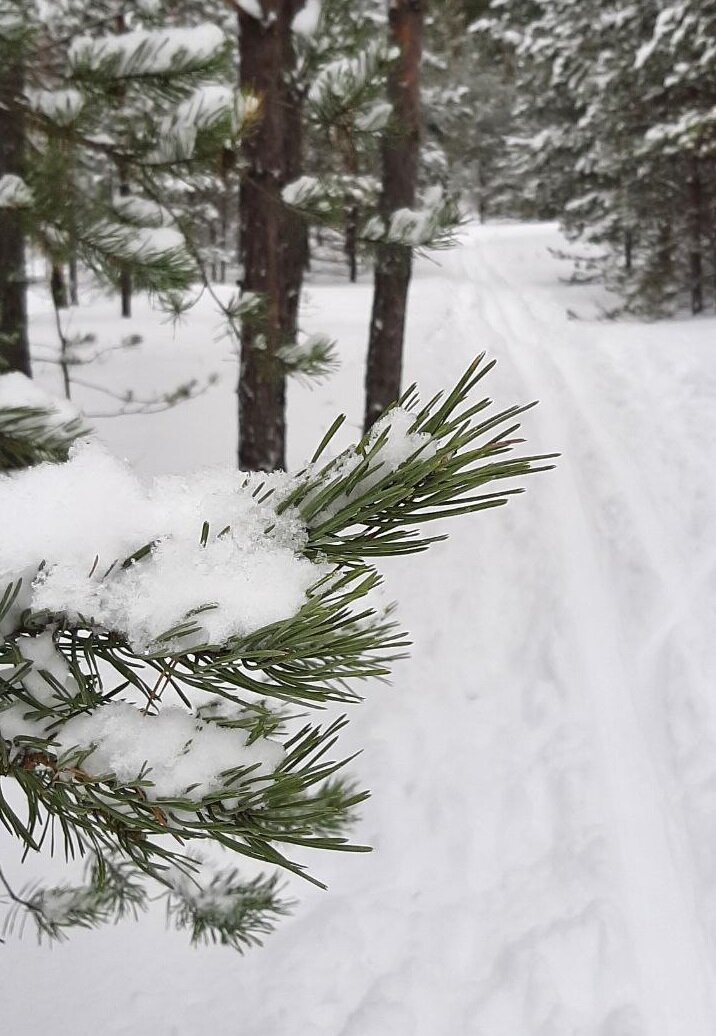 В прошлые выходные открыли лыжный сезон. Как раз выпало много снега и было - 5 - чудесно для лыжной прогулки загородом... Декабрь в Нижнем Новгороде уже нас радовал и морозом -25, и сейчас оттепелью+3, все тает, грязно... Лучше когда зима настоящая: белая, снежная, как на фото в лесу!... Фото автора