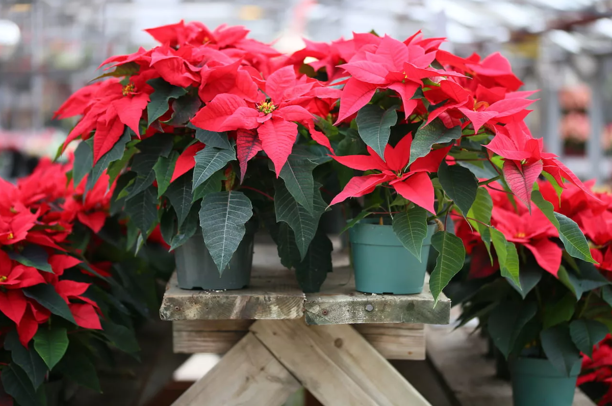 Источник фото: forumdach.ru