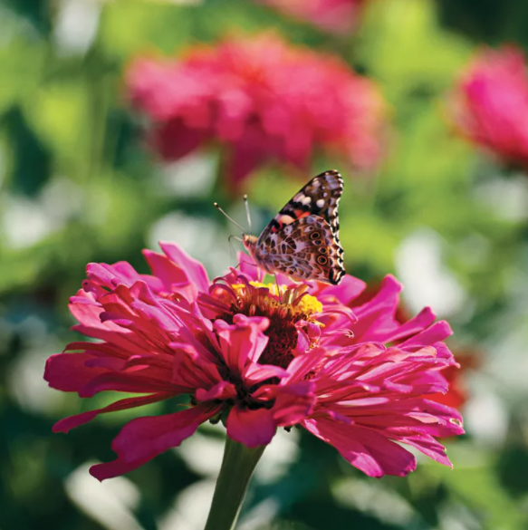 Фото Peter Krumhardt