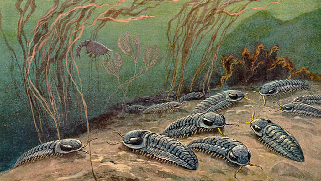 Наверное, за такие скопления трилобит и получил название socialis.