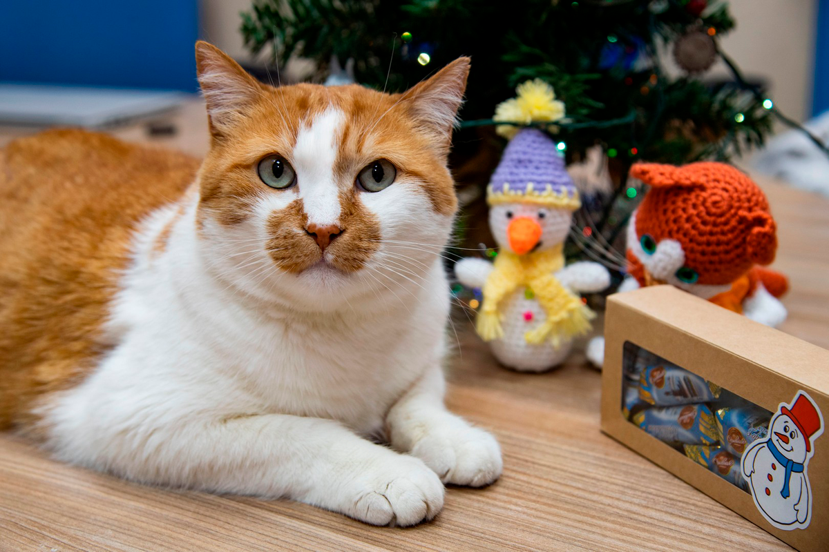 Нашел подарки под елочкой.