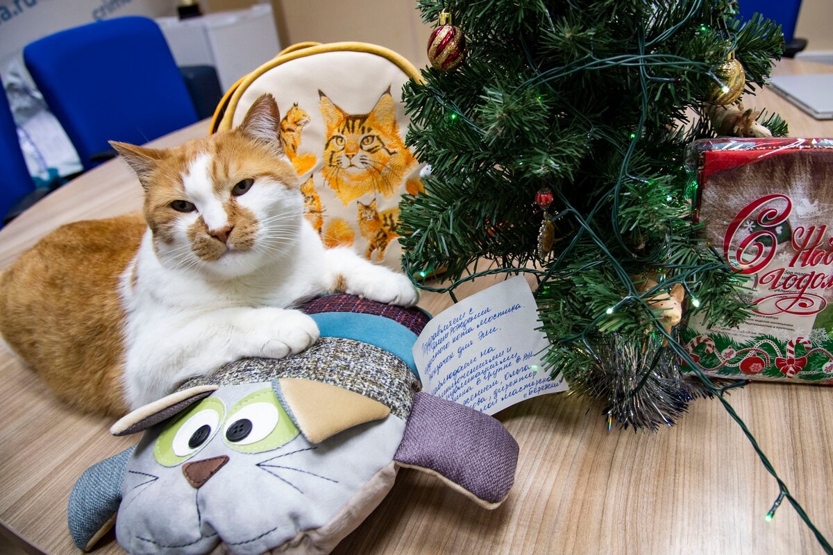 Подушку сразу оценил. Удобная!