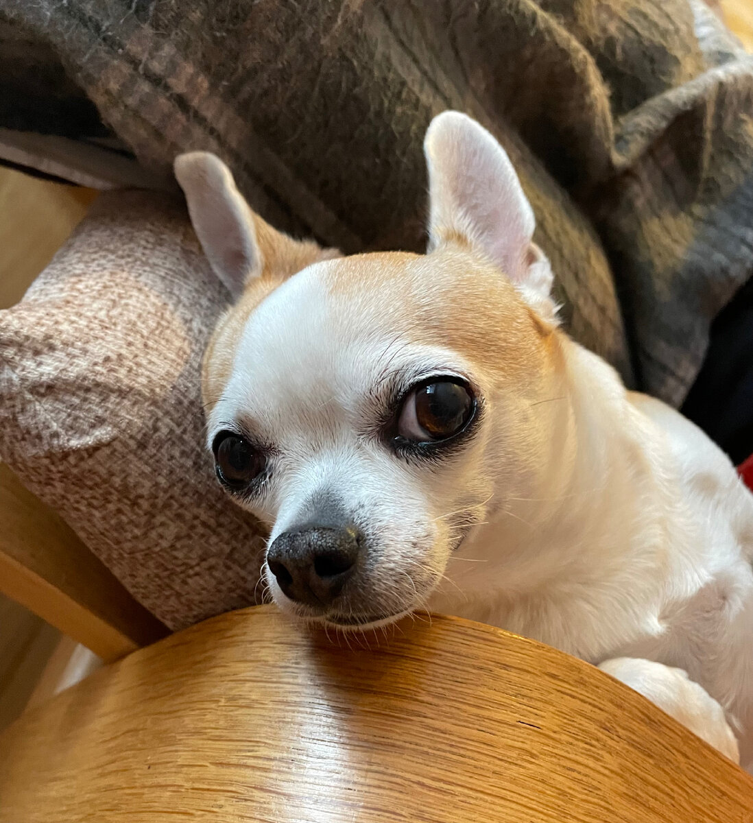 Бьянка дома