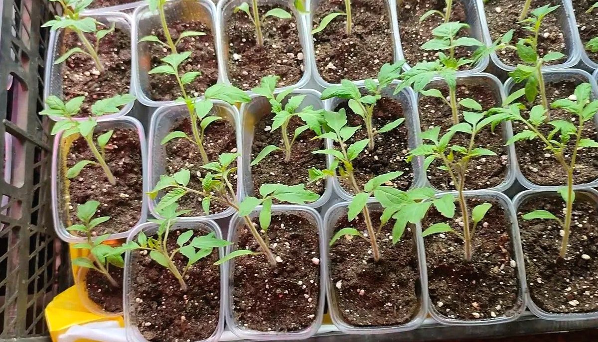 овощи на грядке.