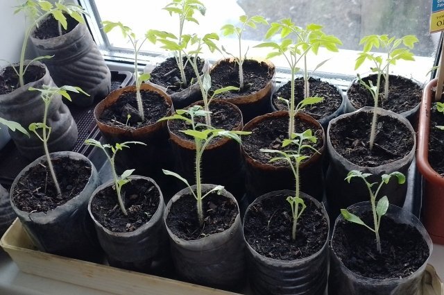    Как протестировать семена на всхожесть?