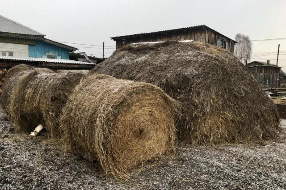    Более миллиона тонн кормов для скота заготовили в Иркутской области