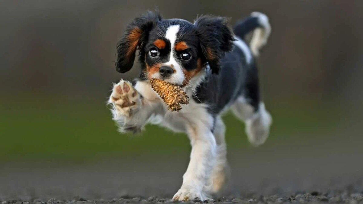 из свободного доступа