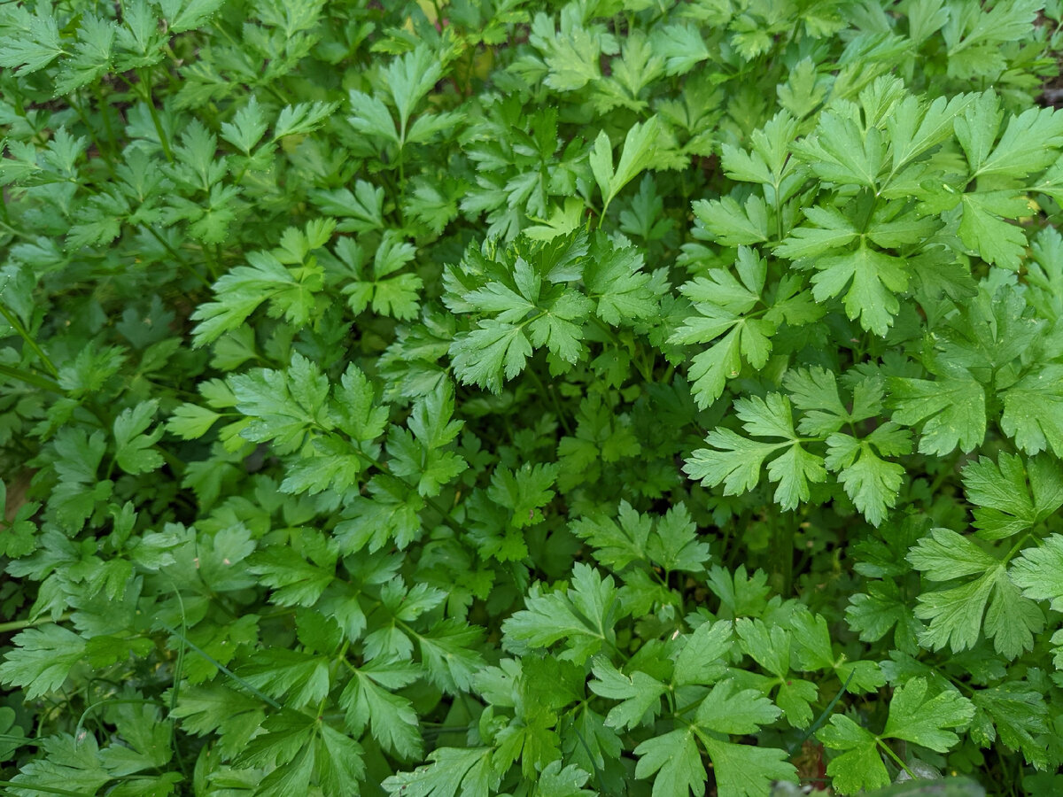 Ноябрьская петрушка