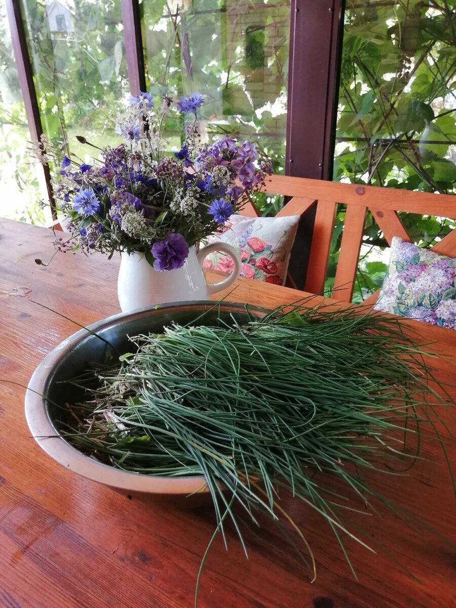 Заготовка лука на зиму