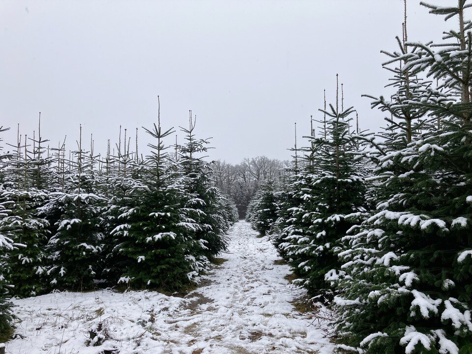    Ель помнит ледниковый период, динозавров и египетские пирамиды GLOBAL LOOK PRESS
