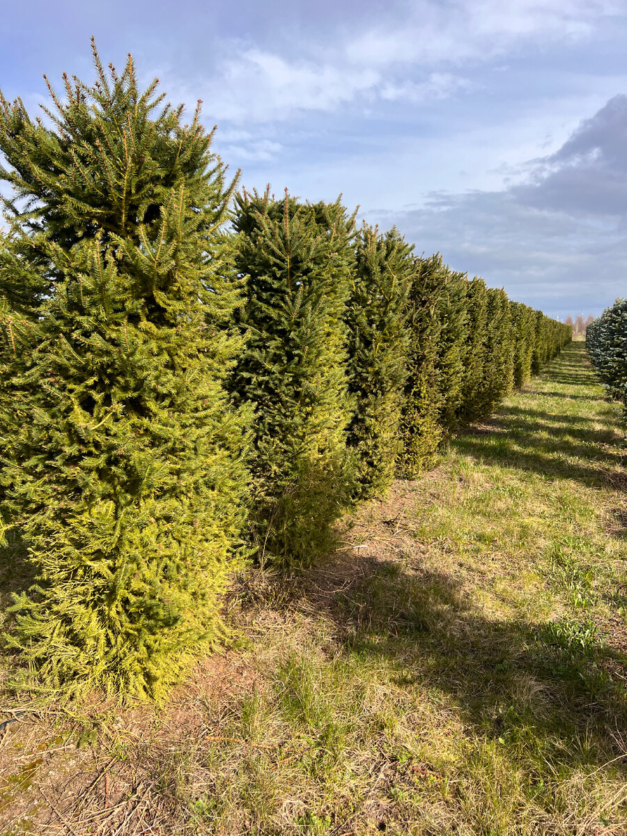 Живые Блоки Ель обыкновенная от Садового центра Green Space