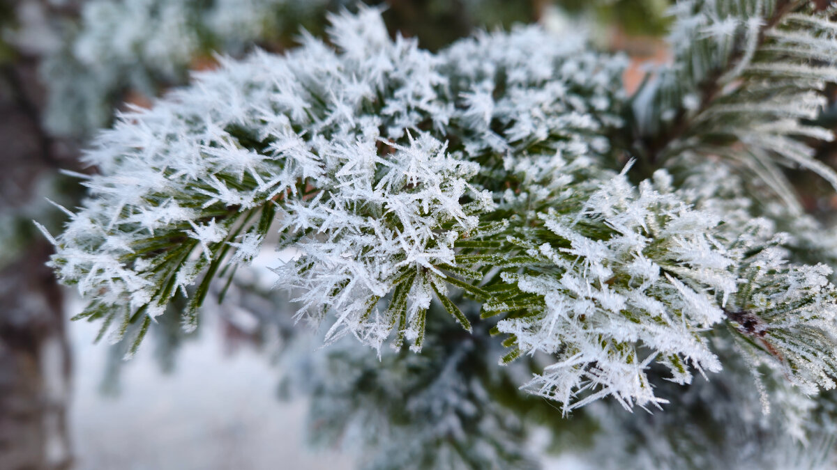 Елочки в нашем парке