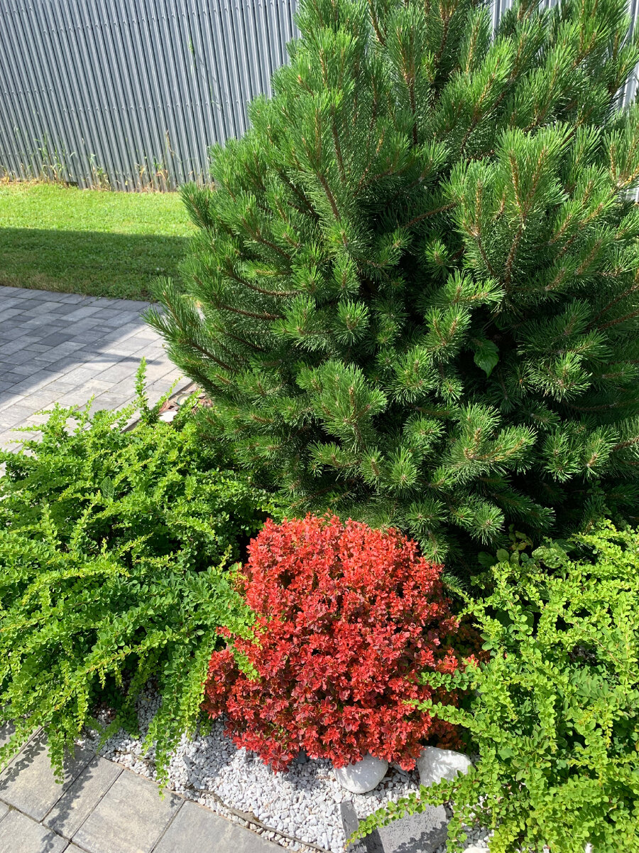 Узнаваемые уголки моего сада