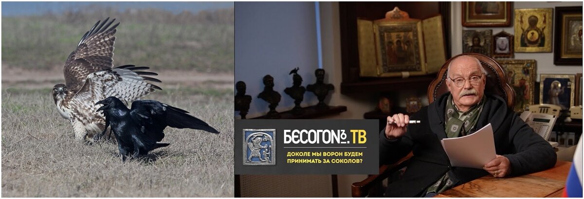 Соколы и вороны всегда враждуют!