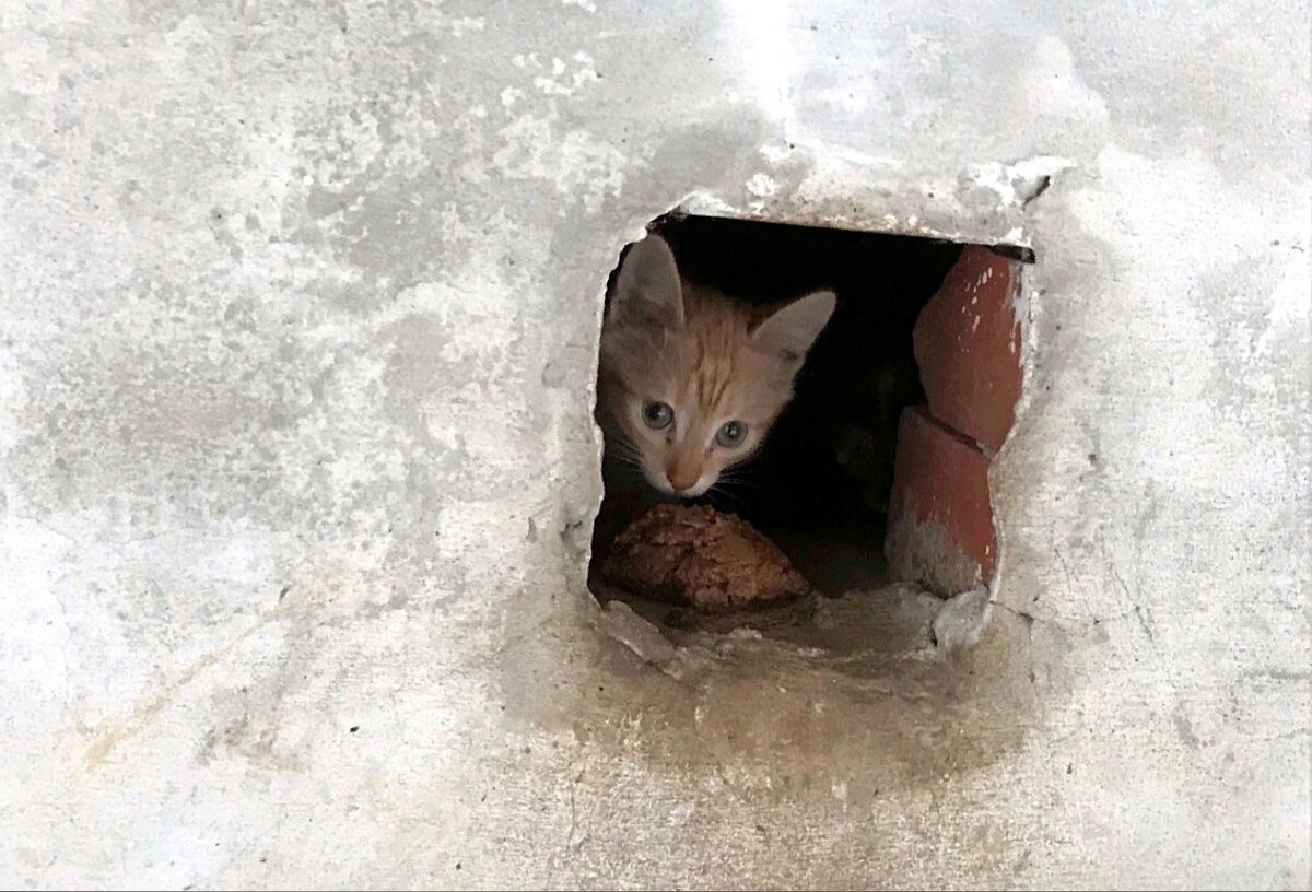 Сначала мы увидели 6 котят, через день их стало 7, а через два 9!