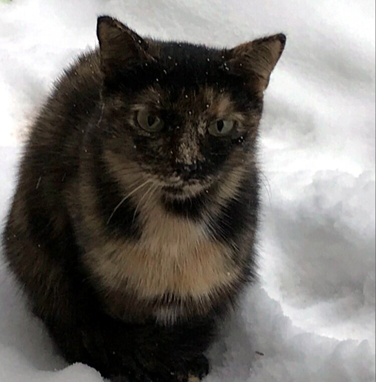Пеструшка