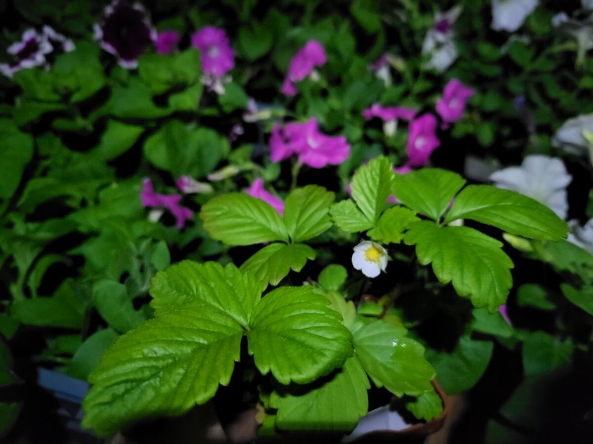 К высадке готовы! Сажала, когда петунии вовсю цвели. Земляника январского посева завалила ягодами в первый же год