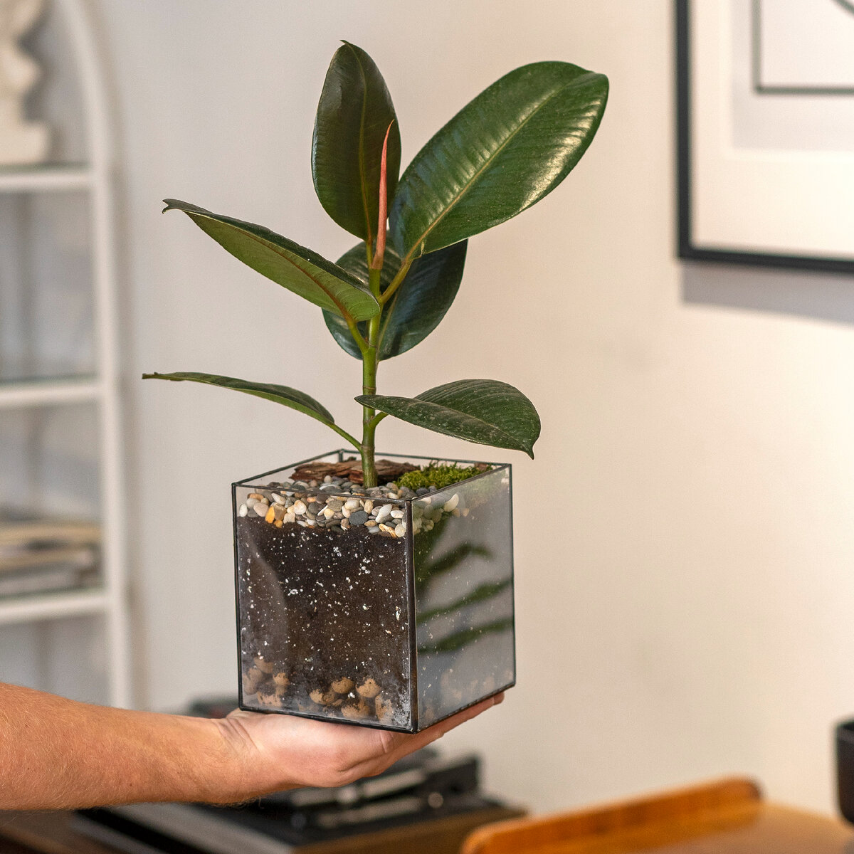 Фикус эластика в стеклянном кашпо "кубик"