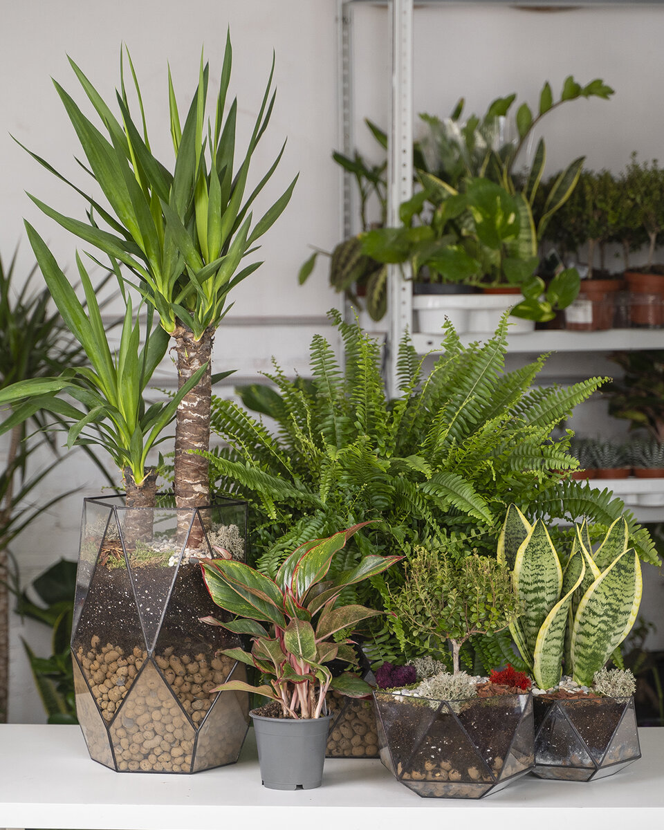 Идеи для домашнего мини сада