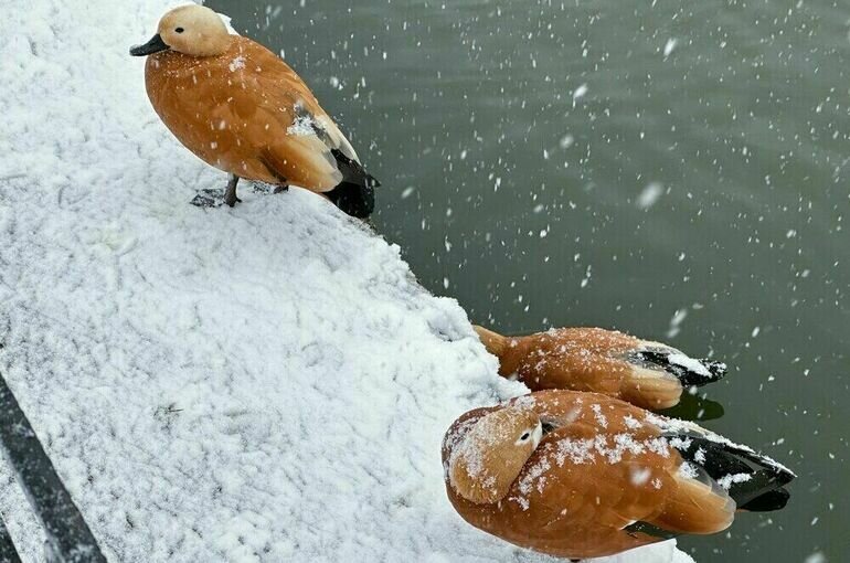   Мобильный репортер / Агентство "Москва"