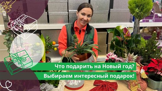 Что подарить на Новый год? Выбираем интересный подарок в Гринвилль!