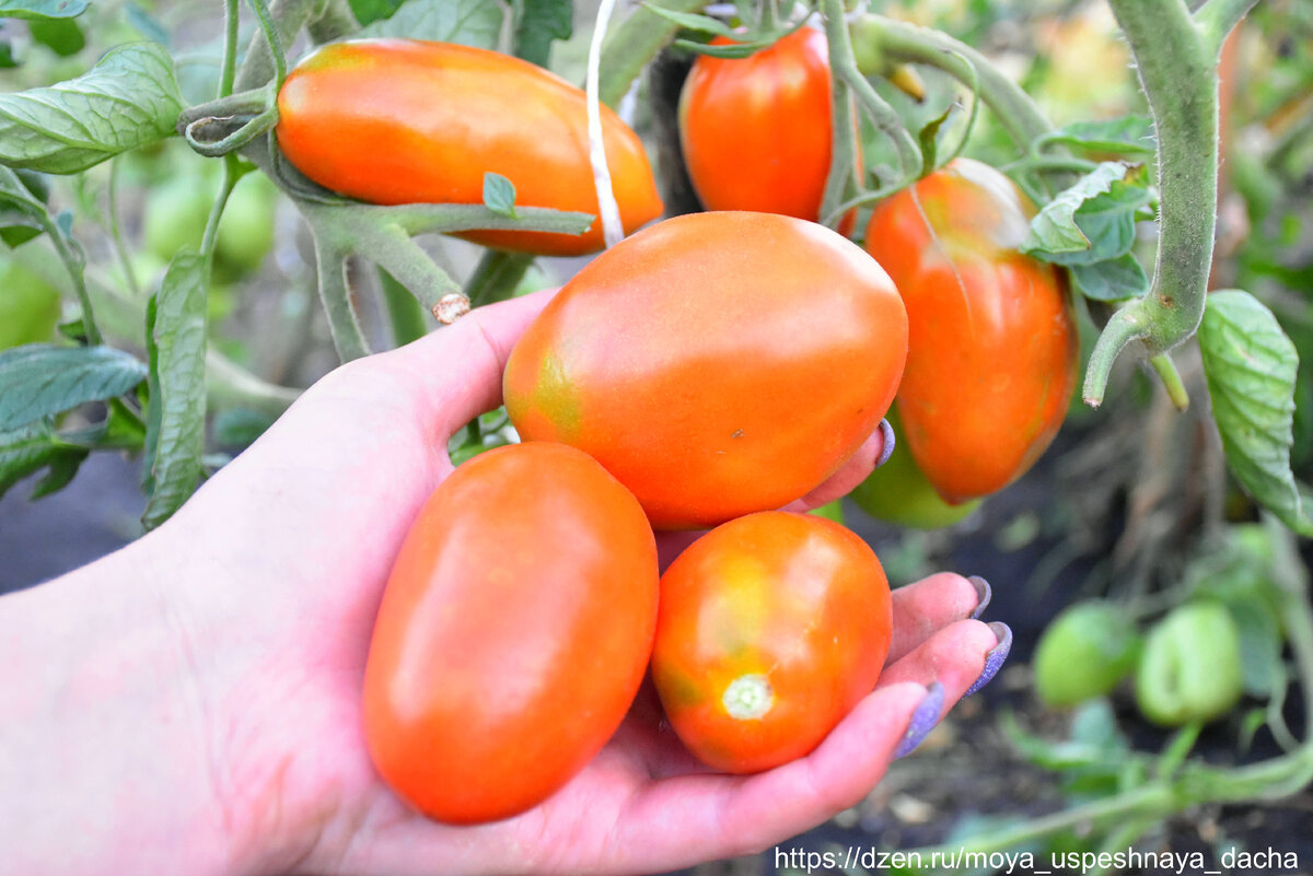 Листайте галерею >>>