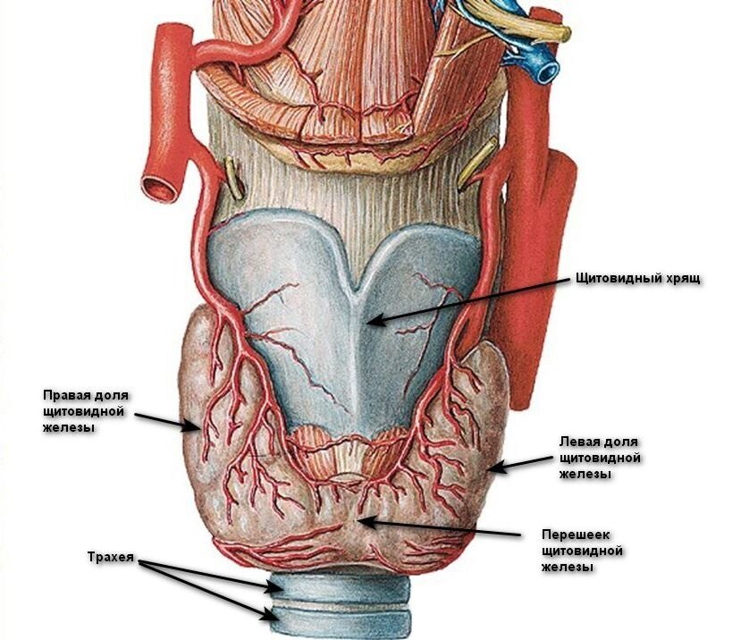 Анатомия щитовидной железы