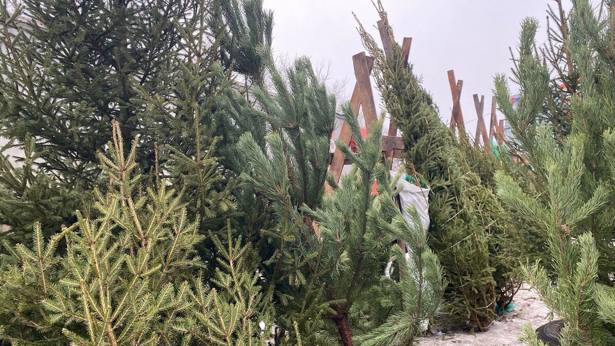    В Курске осмотрели открытые елочные базары