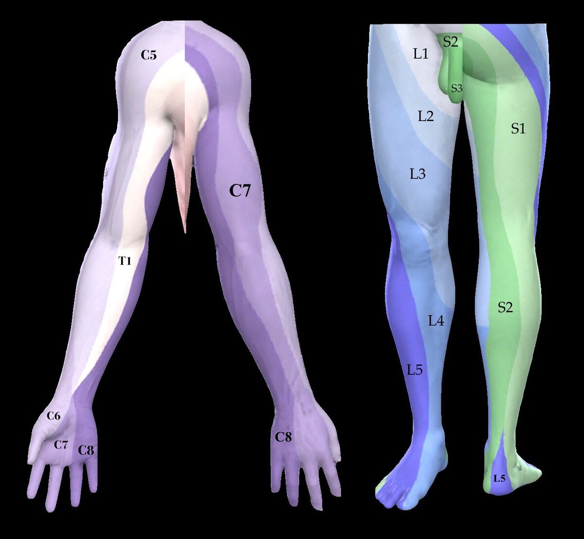 Распространение боли с указанием ответственного за область спинномозгового корешка.