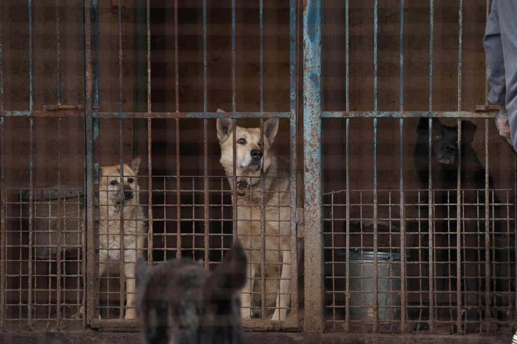 Фото: ИЗВЕСТИЯ/Дмитрий Коротаев