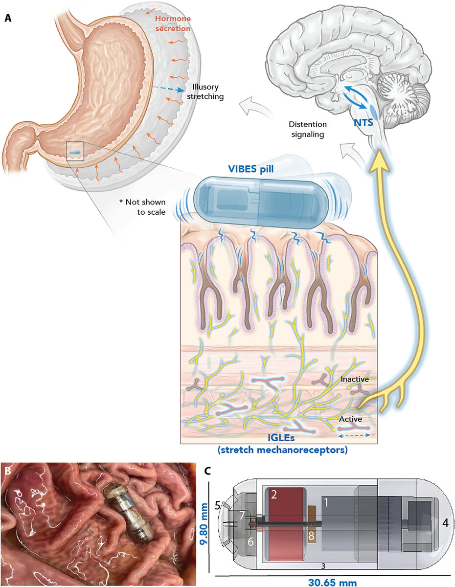   Shriya S. Srinivasan et al. / Science Advances, 2023