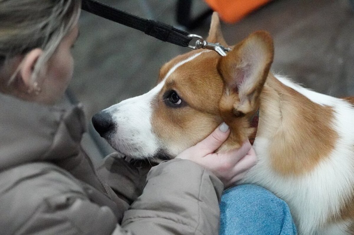    Ветеринар Шеляков: кости наносят непоправимый вред здоровью собаки