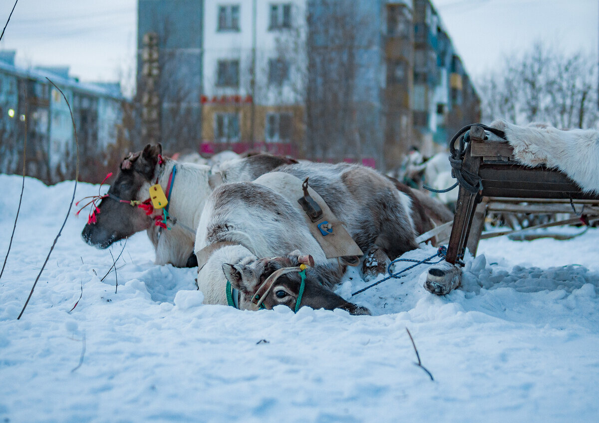 Северная городская