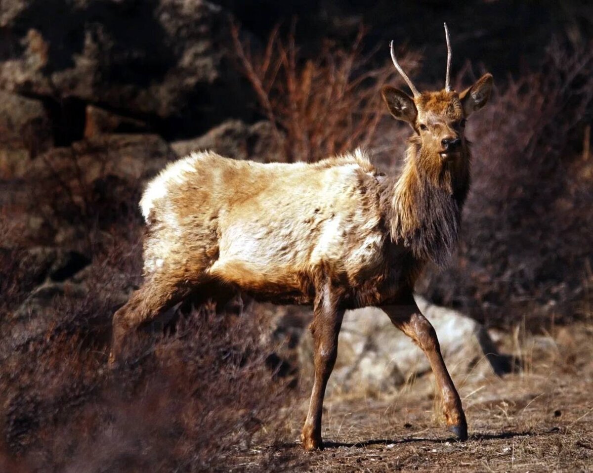 Реальное фото оленя, пораженного этим заболеванием