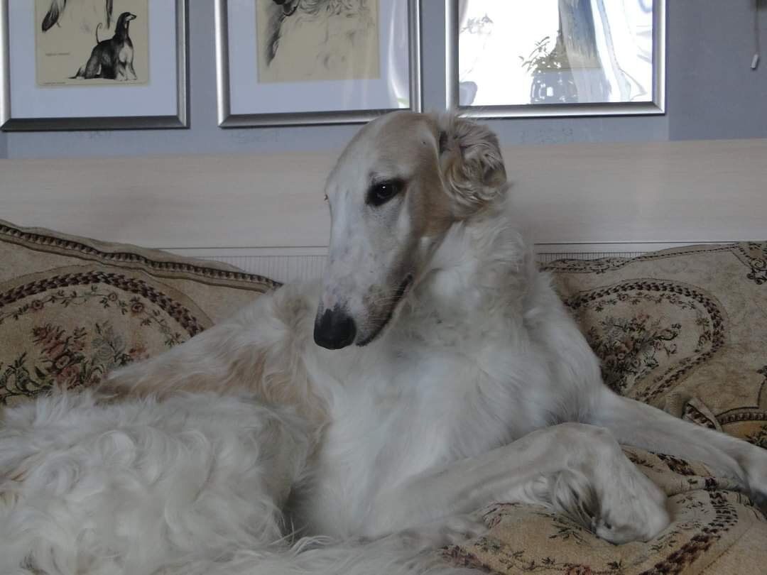 Выбор влажных салфеток для собаки