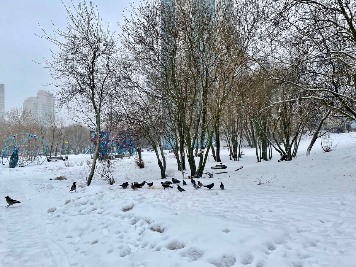 Здесь птиц кормим