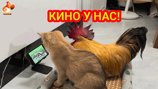 Старый петух и Кошка смотрят кино про Цыплят 🐥🐤🐥🎥😂🥰😘