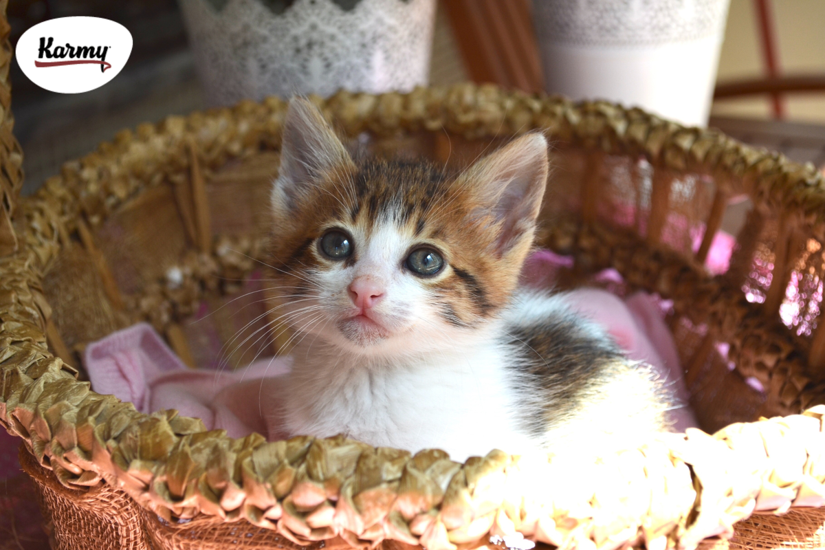 Авторское изображение с использованием картинки с фотостока "Unsplash"